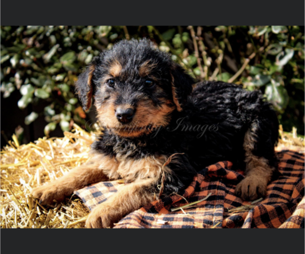 Medium Photo #13 Airedale Terrier Puppy For Sale in OLEAN, NY, USA