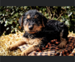 Small #12 Airedale Terrier