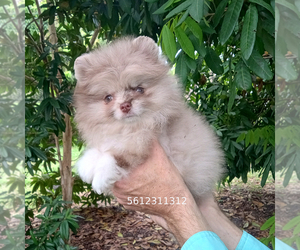 Pomeranian Puppy for sale in WEST PALM BEACH, FL, USA