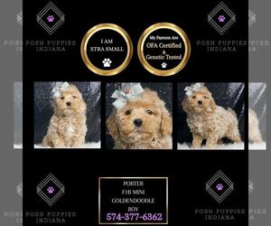 Medium Goldendoodle (Miniature)