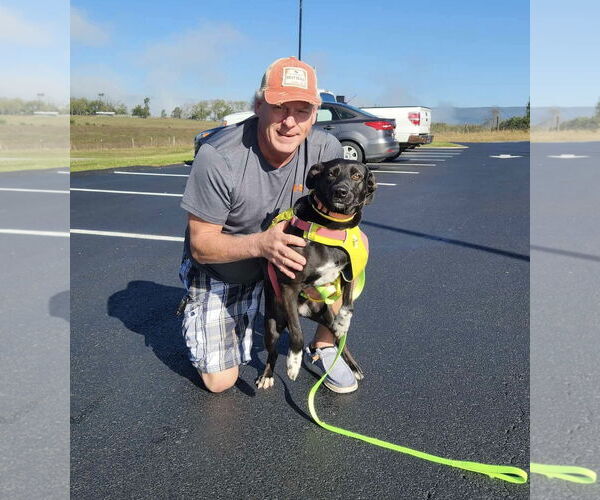 Medium Photo #7 Labrador Retriever-Unknown Mix Puppy For Sale in Mount Laurel, NJ, USA