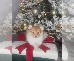Pomeranian Puppy for sale in CHARLOTTE, NC, USA