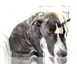 Small #1 American Pit Bull Terrier Mix