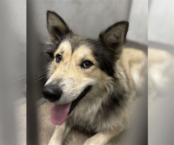 Medium Photo #1 German Shepherd Dog-Siberian Husky Mix Puppy For Sale in San Bernardino, CA, USA