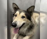 Small German Shepherd Dog-Siberian Husky Mix