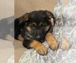 Small #1 German Shepherd Dog