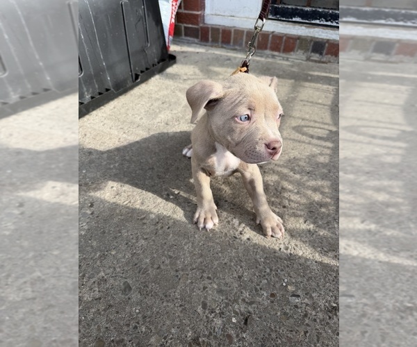 Medium Photo #2 American Bully Puppy For Sale in BUFFALO, NY, USA