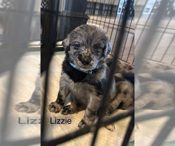 Medium Photo #6 Australian Retriever Puppy For Sale in NEWCOMERSTOWN, OH, USA