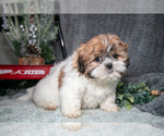 Small #2 Shih Tzu