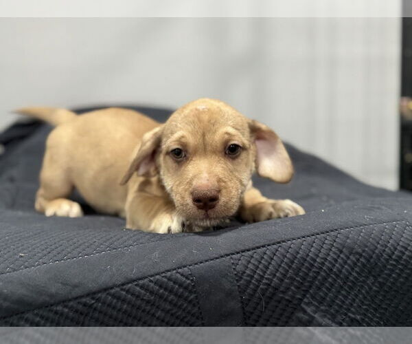 Medium Photo #2 American Pit Bull Terrier-Miniature Schnauzer Mix Puppy For Sale in Oak Bluffs, MA, USA
