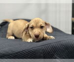 Small #1 American Pit Bull Terrier-Miniature Schnauzer Mix