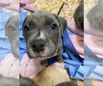 Puppy 1 American Bully-American Pit Bull Terrier Mix