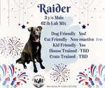 Small #2 Labrador Retriever Mix