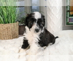 Small Photo #10 Aussiedoodle Miniature  Puppy For Sale in STAFFORD, VA, USA