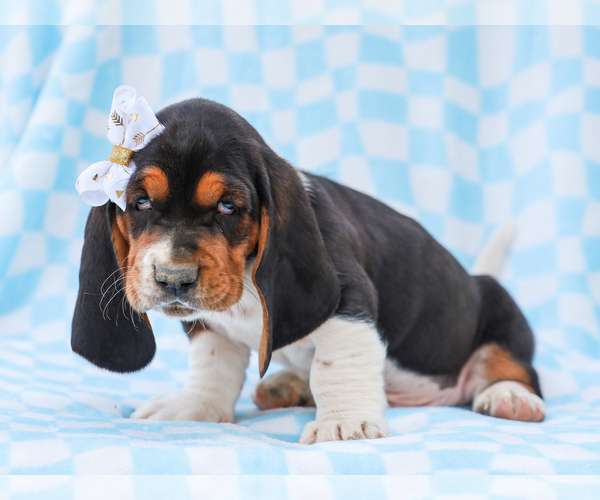 Medium Photo #5 Basset Hound Puppy For Sale in LIBERTY, KY, USA
