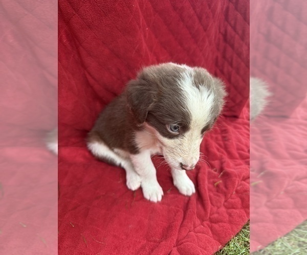 Medium Photo #9 Borador Puppy For Sale in MARION, VA, USA