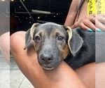 Small #6 Beagle Mix