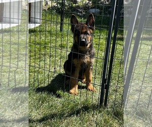 German Shepherd Dog Puppy for sale in SLEEPY HOLLOW, IL, USA