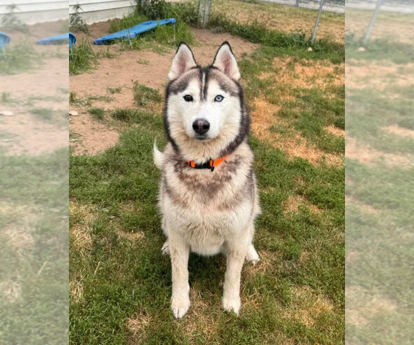 Medium Photo #4 Siberian Husky-Unknown Mix Puppy For Sale in Muskegon, MI, USA