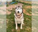 Small #3 Siberian Husky Mix