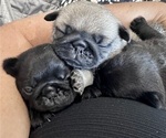 Litter of 6 - Female PugLitter of Puppies for Sale - Photo #17
