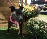 Small #9 American Pit Bull Terrier Mix