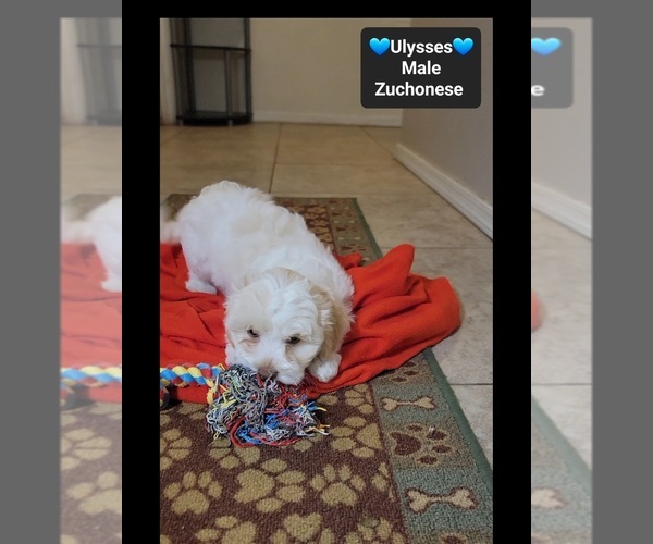 Medium Photo #3 Havanese-Zuchon Mix Puppy For Sale in TUCSON, AZ, USA