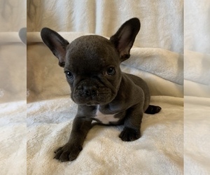 French Bulldog Puppy for sale in JOHNS ISLAND, SC, USA