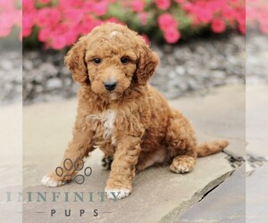 Goldendoodle (Miniature) Puppy for sale in GORDONVILLE, PA, USA