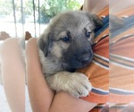 Small #1 Anatolian Shepherd-Great Pyrenees Mix