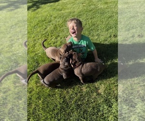Labrador Retriever Puppy for sale in REXBURG, ID, USA