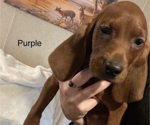 Redbone Coonhound Puppy for sale in PALATKA, FL, USA