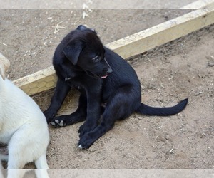 Shepradors Puppy for sale in WELLTON, AZ, USA
