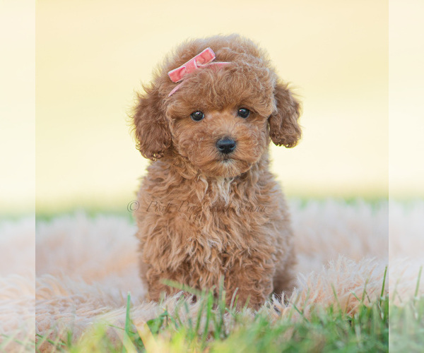 Medium Photo #2 Poodle (Miniature) Puppy For Sale in WARSAW, IN, USA