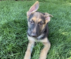 Medium German Shepherd Dog