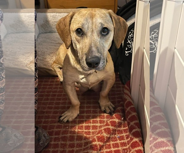 Medium Photo #1 Labrador Retriever-Unknown Mix Puppy For Sale in Derwood, MD, USA