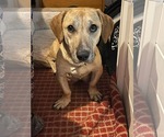 Small Labrador Retriever Mix