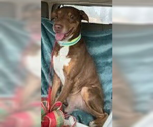 Medium Photo #5 Doberman Pinscher-Unknown Mix Puppy For Sale in Newfoundland, PA, USA