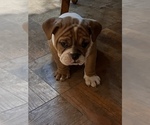 Small Photo #5 English Bulldog Puppy For Sale in STEUBENVILLE, OH, USA