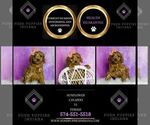 Small Photo #52 Cavapoo (Miniature) Puppy For Sale in WARSAW, IN, USA