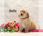 Puppy Belle Golden Retriever