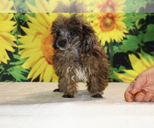 Medium Photo #30 Poodle (Toy) Puppy For Sale in DYERSBURG, TN, USA