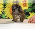 Spirit - Male Poodle (Toy) Puppy for Sale - Photo #30