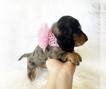 Small #7 Dachshund