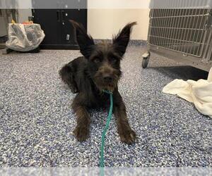 Mutt Dogs for adoption in Riverside, CA, USA