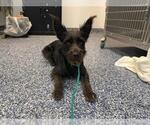 KOBE - Male Mutt Dog for Adoption - Small photo