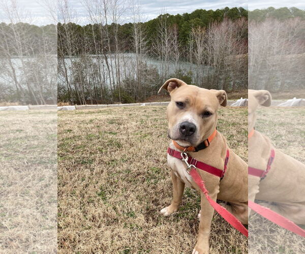 Medium Photo #4 American Pit Bull Terrier-Unknown Mix Puppy For Sale in Virginia Beach, VA, USA