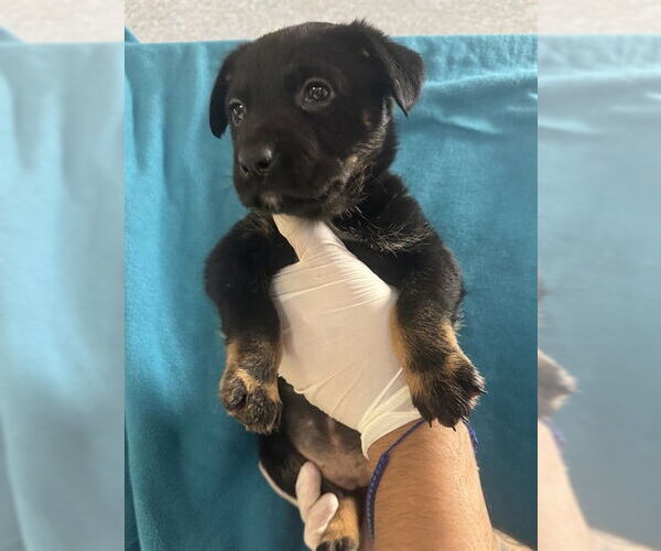 Medium Photo #2 German Shepherd Dog Puppy For Sale in Riverside, CA, USA