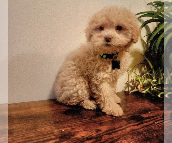Medium Photo #3 Poodle (Miniature)-Poodle (Toy) Mix Puppy For Sale in INDIANAPOLIS, IN, USA