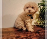 Small #2 Poodle (Miniature)-Poodle (Toy) Mix